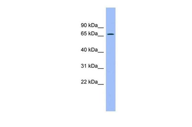 ACBD3 Antibody in Western Blot (WB)