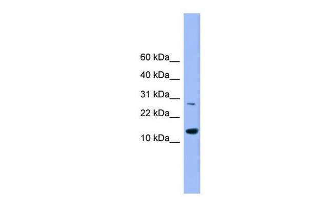 GLRX2 Antibody in Western Blot (WB)