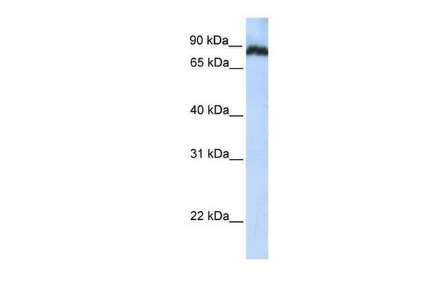 TAF1C Antibody in Western Blot (WB)