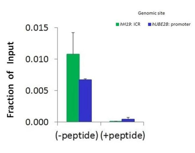 JMJD5 Antibody in ChIP Assay (CHIP)