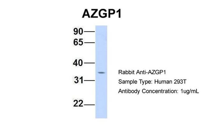 AZGP1 Antibody in Western Blot (WB)