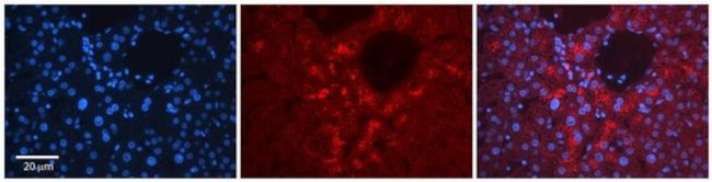 TSTA3 Antibody in Immunohistochemistry (Paraffin) (IHC (P))