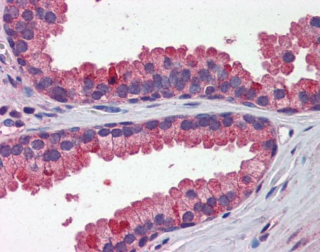 WNT3A Antibody in Immunohistochemistry (IHC)