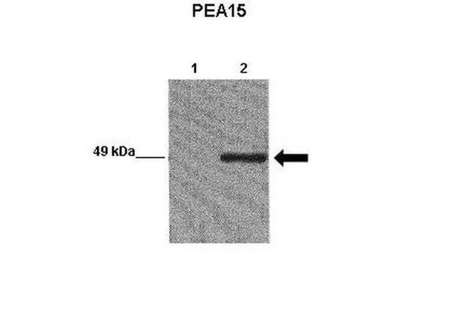 PEA15 Antibody in Western Blot (WB)