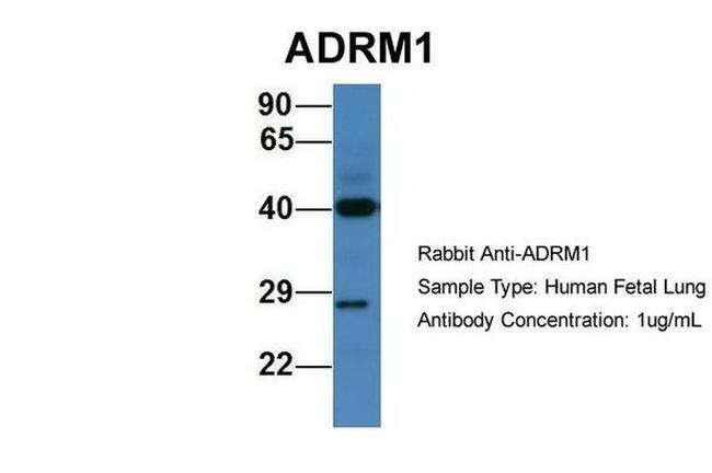 ADRM1 Antibody in Western Blot (WB)