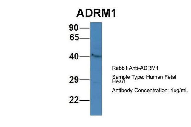 ADRM1 Antibody in Western Blot (WB)