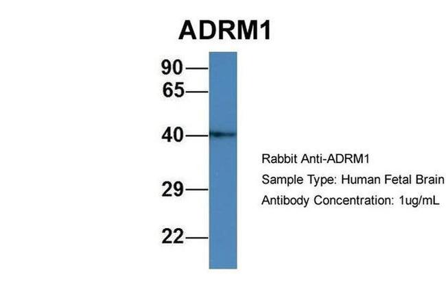 ADRM1 Antibody in Western Blot (WB)