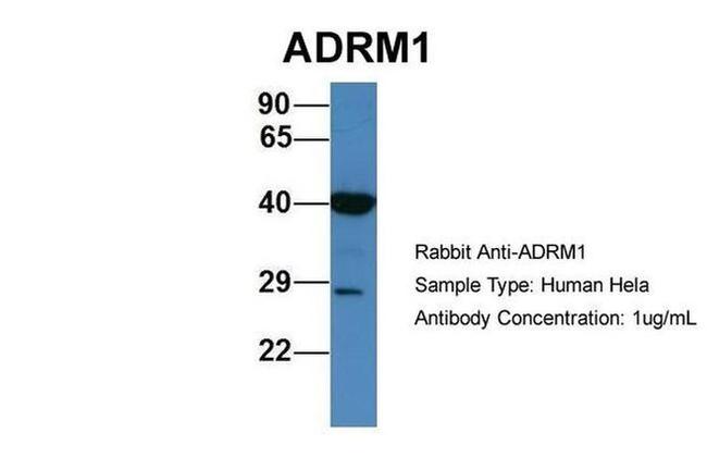 ADRM1 Antibody in Western Blot (WB)