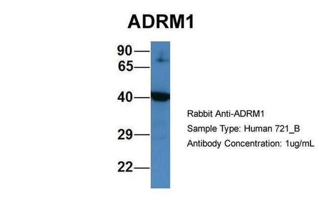 ADRM1 Antibody in Western Blot (WB)