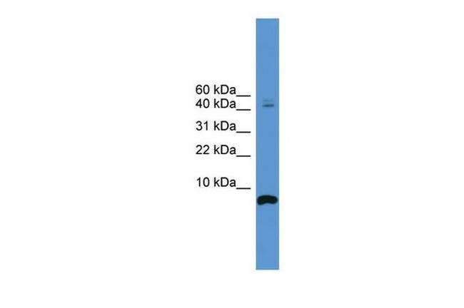 CORT Antibody in Western Blot (WB)