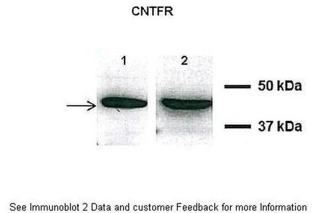 CNTFR Antibody in Western Blot (WB)