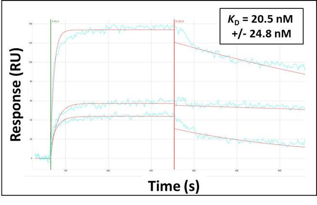 HEXA Antibody in Surface plasmon resonance (SPR)