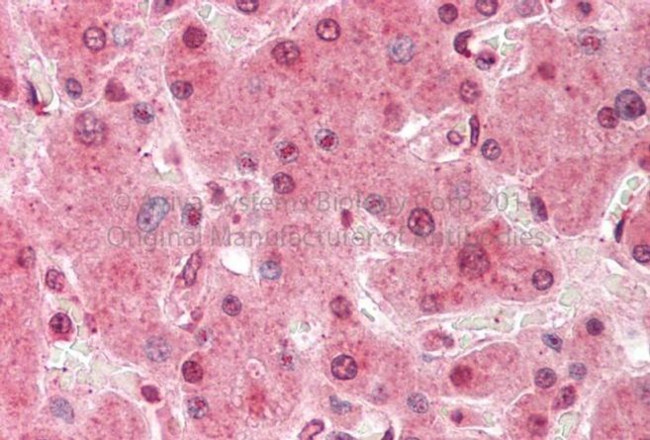 Sorbitol Dehydrogenase Antibody in Immunohistochemistry (Paraffin) (IHC (P))