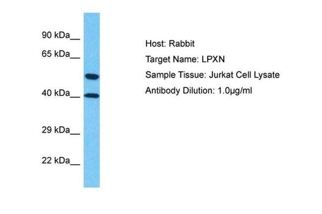 LPXN Antibody in Western Blot (WB)