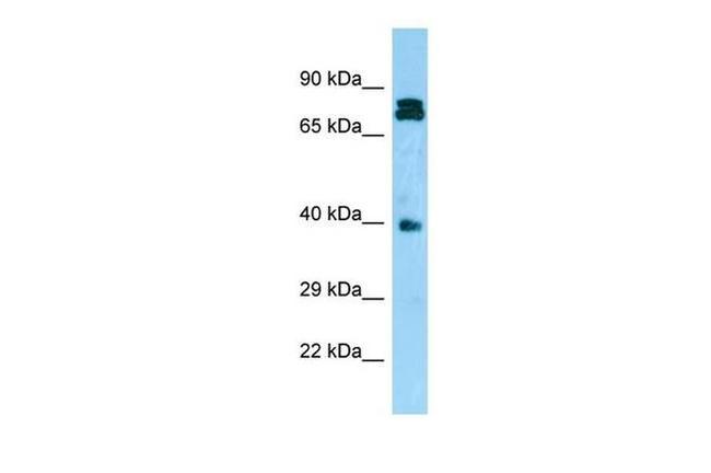 NDRG4 Antibody in Western Blot (WB)