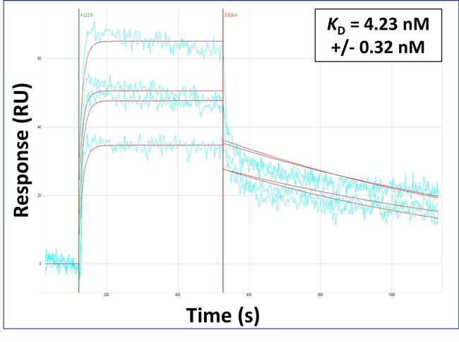 RPS28 Antibody in Surface plasmon resonance (SPR)