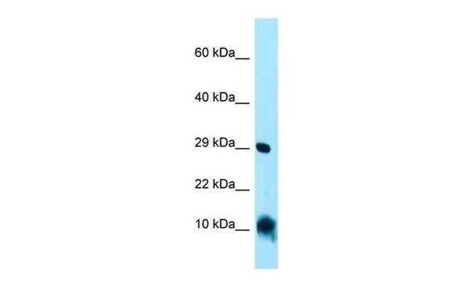 CISD1 Antibody in Western Blot (WB)