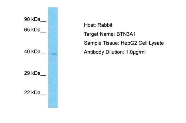 BTN3A1 Antibody in Western Blot (WB)
