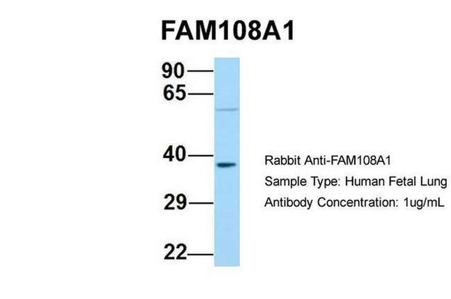 FAM108A1 Antibody in Western Blot (WB)