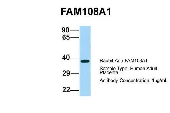 FAM108A1 Antibody in Western Blot (WB)