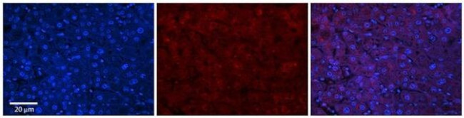 ABHD14A Antibody in Immunohistochemistry (Paraffin) (IHC (P))