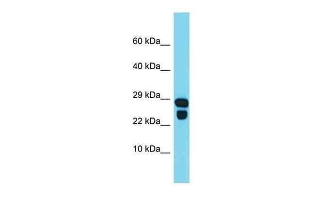 IDNK Antibody in Western Blot (WB)