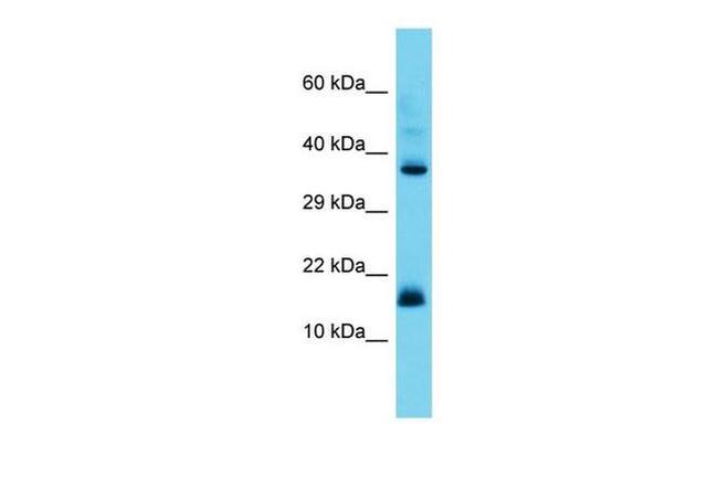 CNPY2 Antibody in Western Blot (WB)