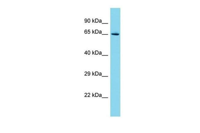 C19orf44 Antibody in Western Blot (WB)