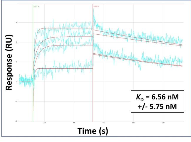 MLCK Antibody in Surface plasmon resonance (SPR)