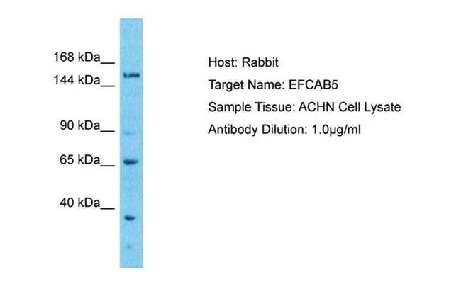 EFCAB5 Antibody in Western Blot (WB)