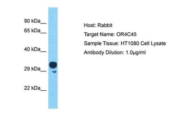 OR4C45 Antibody in Western Blot (WB)