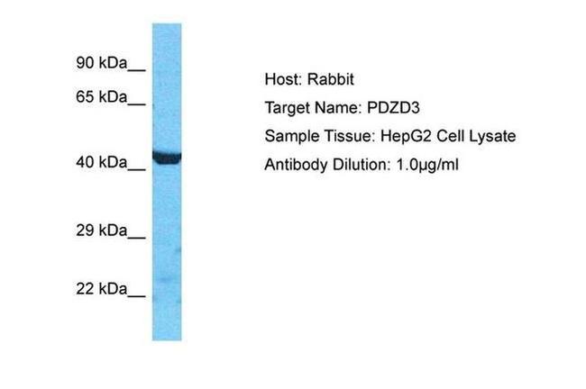 PDZD3 Antibody in Western Blot (WB)