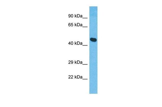 XKR8 Antibody in Western Blot (WB)