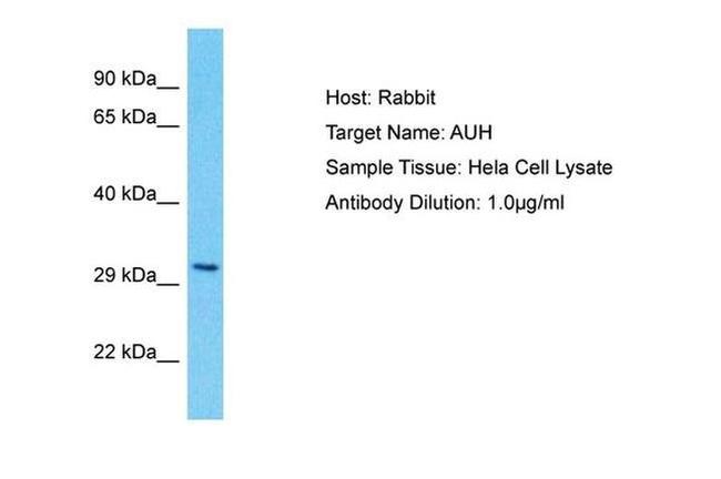 AUH Antibody in Western Blot (WB)