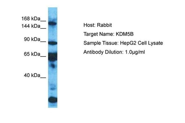 KDM5B Antibody in Western Blot (WB)