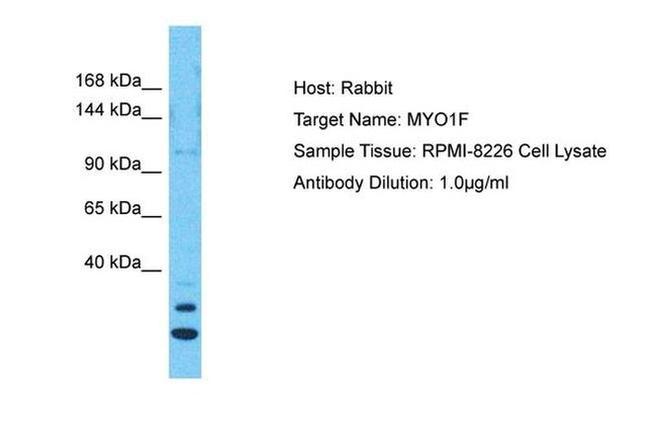 MYO1F Antibody in Western Blot (WB)