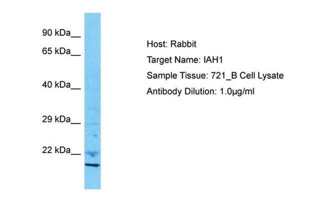 IAH1 Antibody in Western Blot (WB)