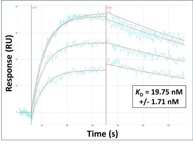 PDZD8 Antibody in Surface plasmon resonance (SPR)