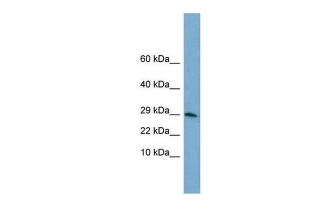 Histone H3.3 Antibody in Western Blot (WB)