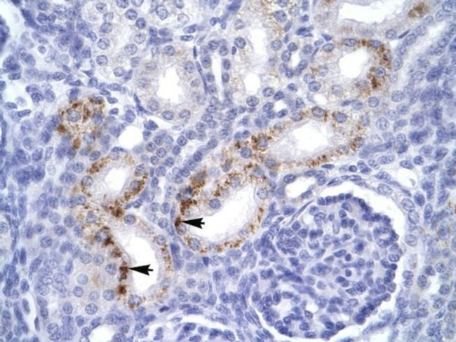 FADD Antibody in Immunohistochemistry (IHC)