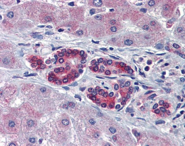 TAL1 Antibody in Immunohistochemistry (Paraffin) (IHC (P))