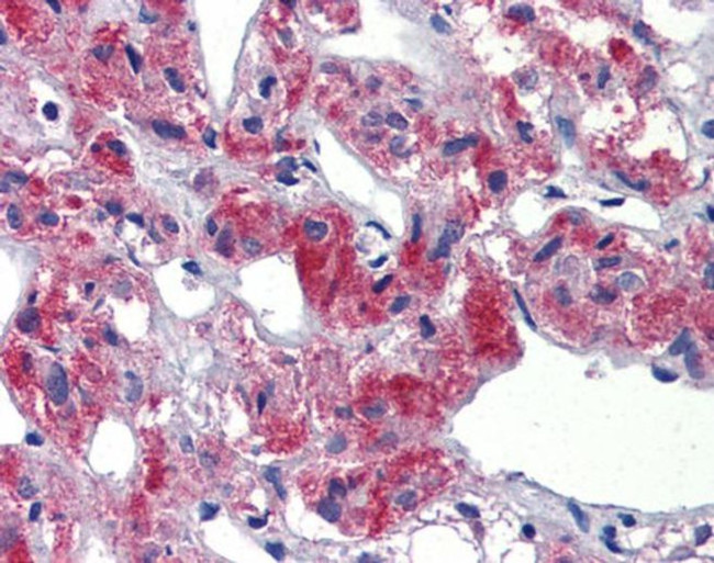 TAL1 Antibody in Immunohistochemistry (Paraffin) (IHC (P))