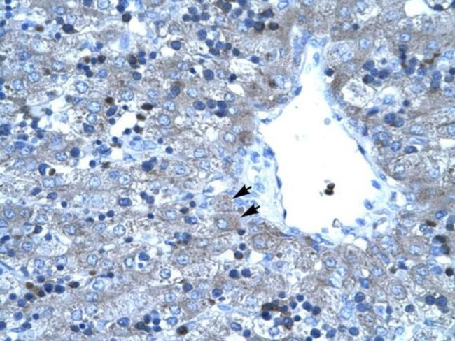 TAL1 Antibody in Immunohistochemistry (Paraffin) (IHC (P))