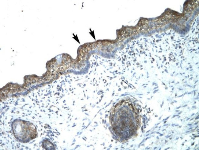 B-Myb Antibody in Immunohistochemistry (IHC)