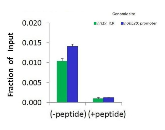 CTCF Antibody in ChIP Assay (CHIP)