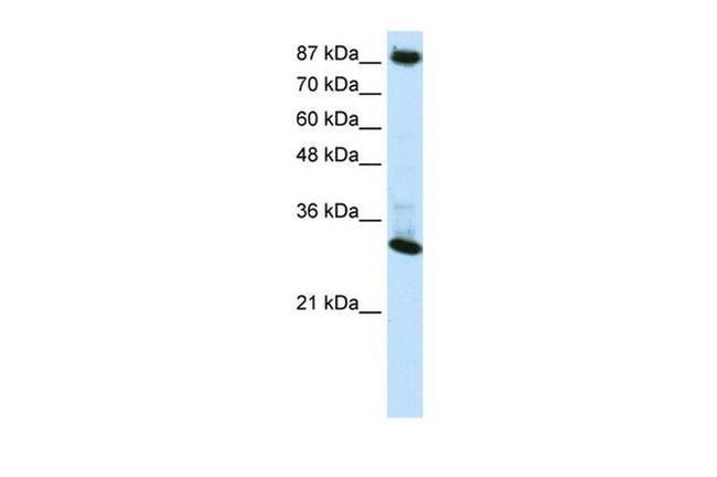 CTCF Antibody in Western Blot (WB)