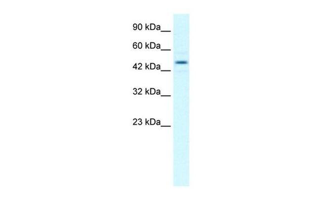 TCEB1 Antibody in Western Blot (WB)