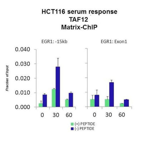 TAF12 Antibody in ChIP Assay (CHIP)