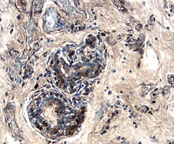 Cystatin C Antibody in Immunohistochemistry (Paraffin) (IHC (P))