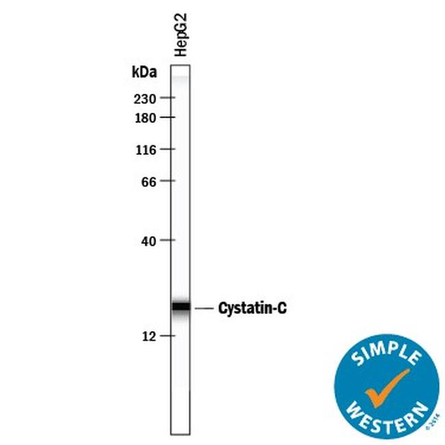 Cystatin C Antibody in Western Blot (WB)